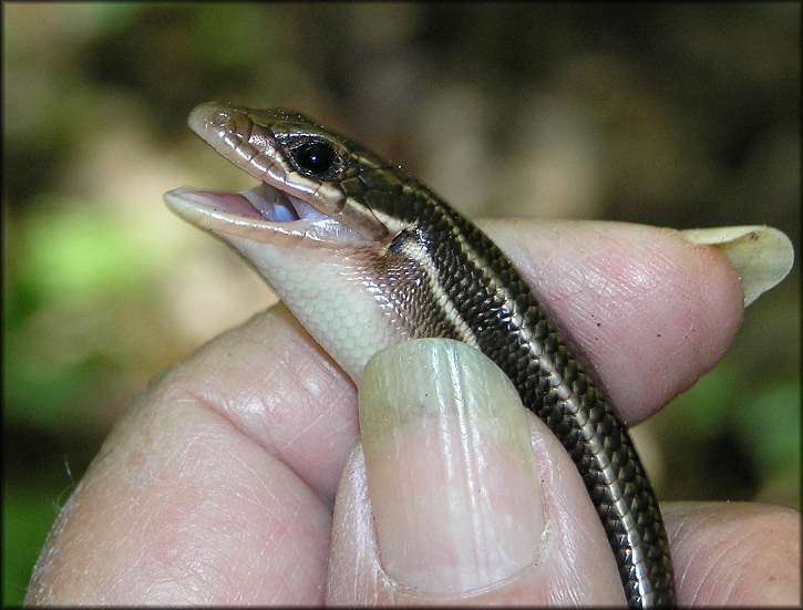 Broad-headed Skink [Plestiodon laticeps] Female