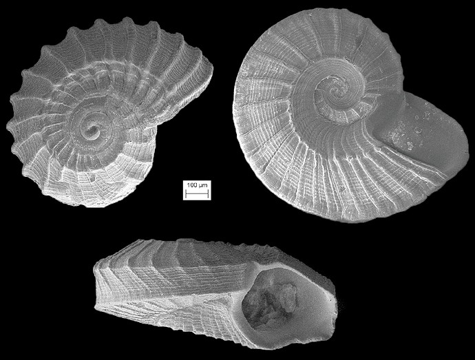 Cyclostremiscus sp. cf. C. strigillatus (Dall, 1892) Fossil