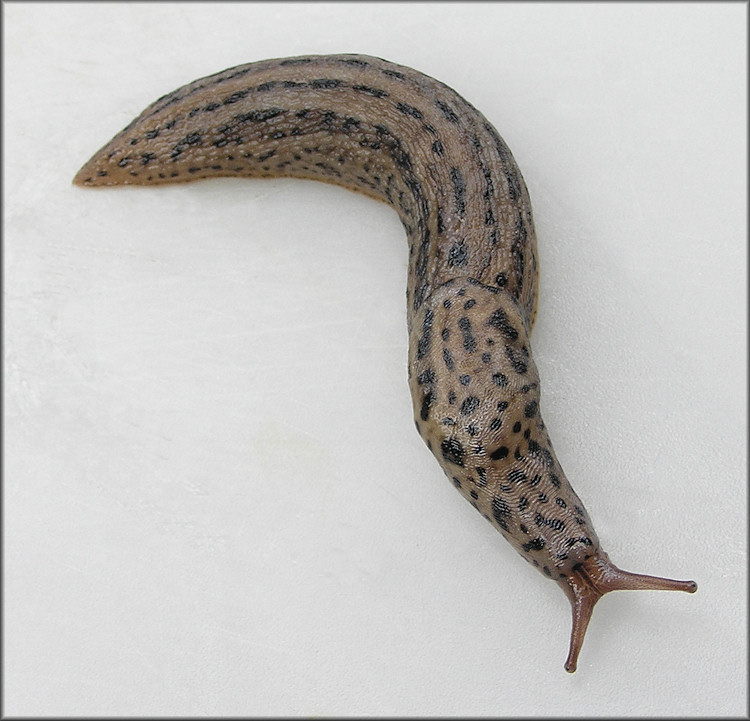 Limax maximus Linnaeus, 1758 Giant Gardenslug