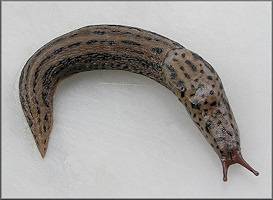 Limax maximus Linnaeus, 1758 Giant Gardenslug