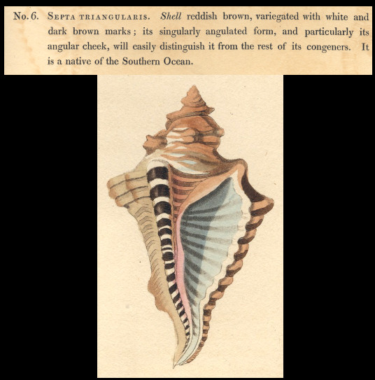 Septa triangularis G. Perry, 1811