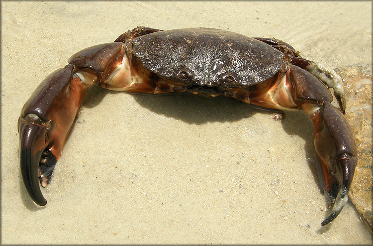 Menippe mercenaria Stone Crab