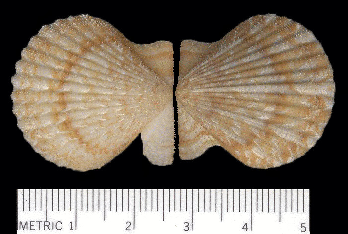 Aequipecten exasperatus (G. B. Sowerby II, 1842) Thistle Scallop