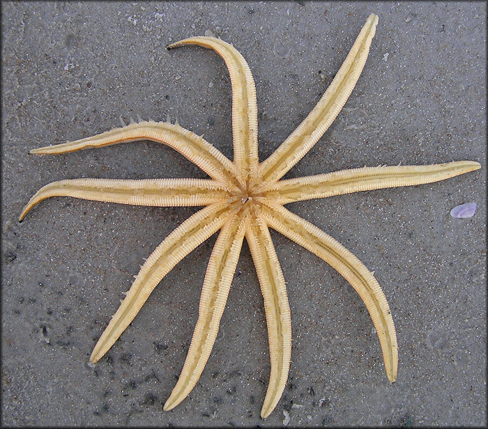 Luidia senegalensis Nine-armed Sea Star