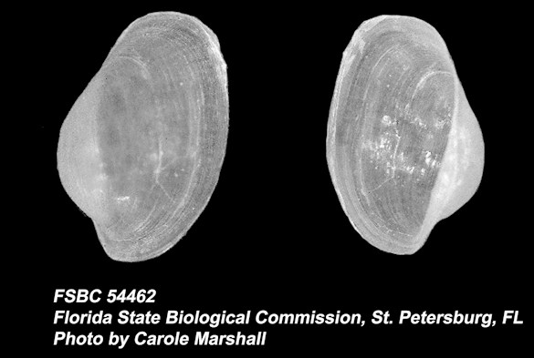 Lobiger souverbii P. Fischer, 1857 Internal Shell