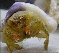 Dromidia antillensis Hairy Sponge Crab