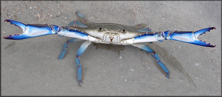 Callinectes sapidus Blue Crab Defensive Posture