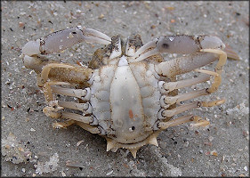 Persephona mediterranea Mottled Purse Crab