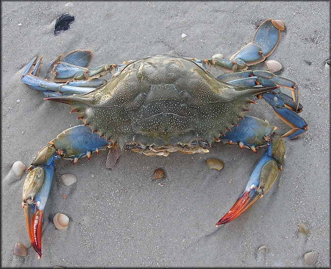 Callinectes sapidus Blue Crab [Female]