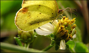 Little Sulphur [Eurema lisa]