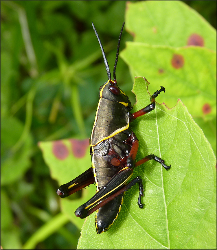 Eastern Lubber Grasshopper [Romalea microptera] Juvenile