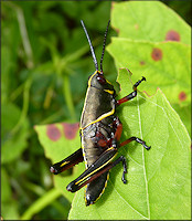 Eastern Lubber Grasshopper [Romalea microptera] Juvenile