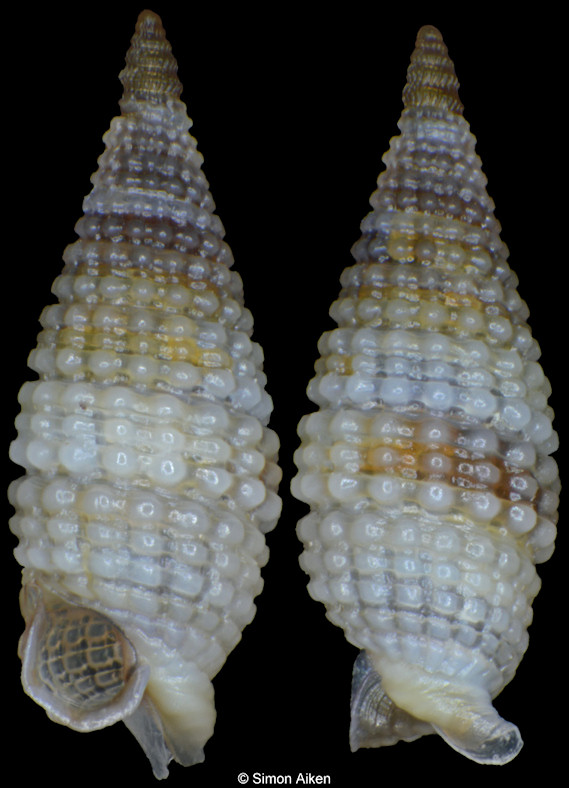 Monophorus lucidulus (Hervier, 1898)