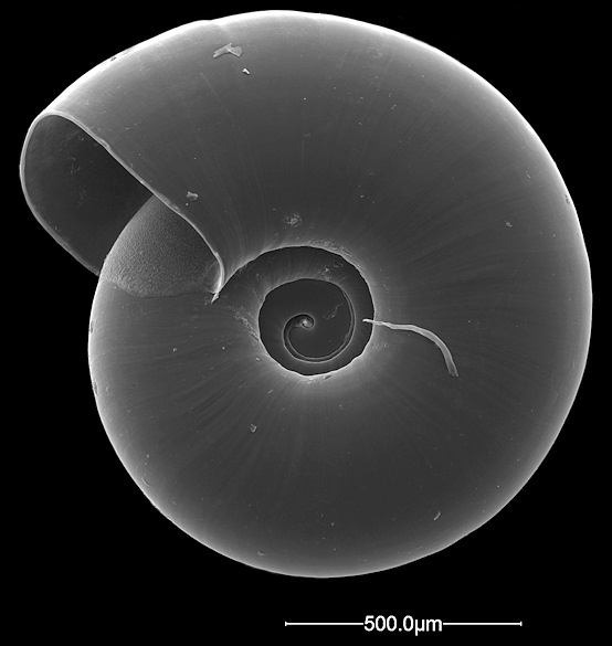 Lucilla scintilla (Lowe, 1852) [+ L. inermis (H. B. Baker, 1929)] Oldfield Coil 