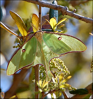 Luna Moth [Actias luna]