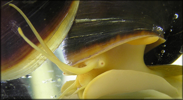 Pomacea canaliculata (Lamarck, 1822) Parent With Egg Clutch