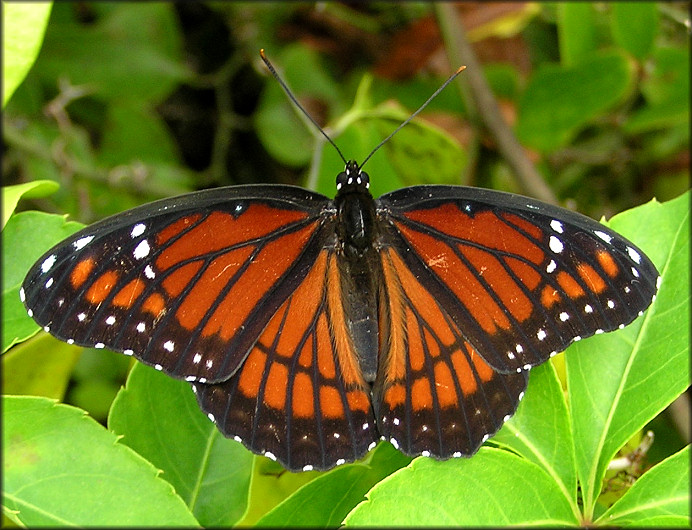 Viceroy [Limenitis archippus]