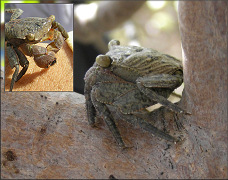 Aratus pisonii Mangrove Tree Crab 