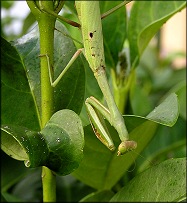 [Probably Mantis religiosa - European Mantid]