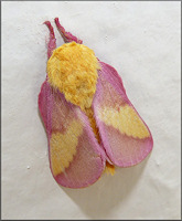 Rosy Maple Moth [Dryocampa rubicunda]