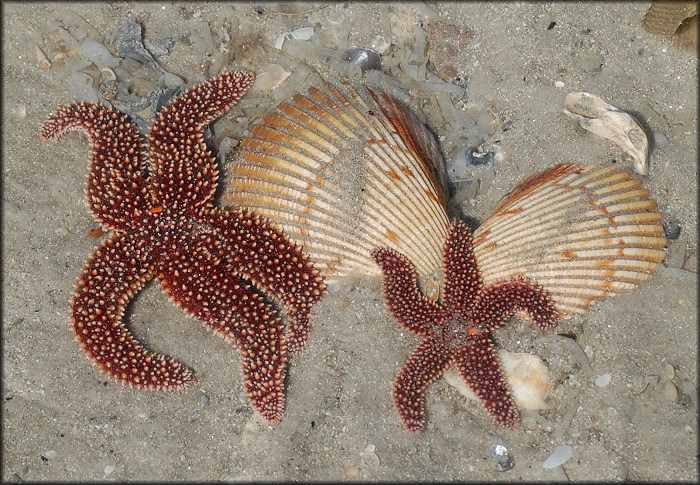 Asterias forbesi Common Sea Star