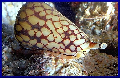 Conus marchionatus (Hinds, 1843) Living Specimen