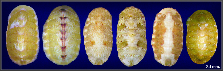 Ischnochiton papillosus  (C. B. Adams, 1845)