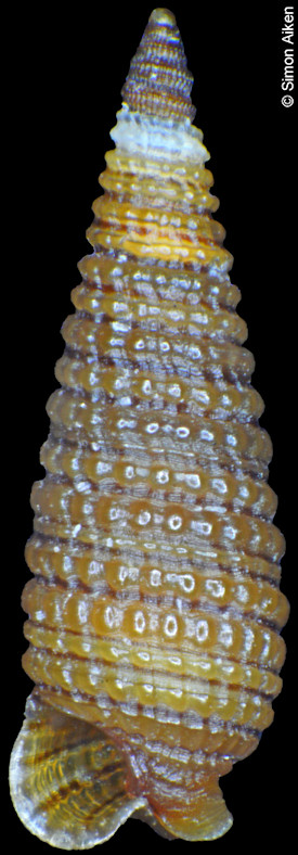 Mastonia carteretensis (Hinds, 1843)