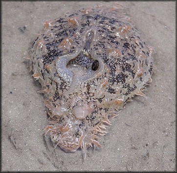 Bursatella leachii pleii Ragged Sea Hare