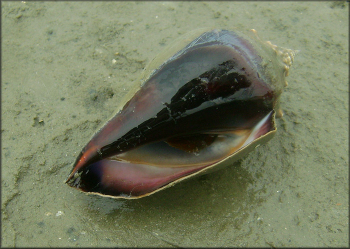 Strombus alatus Gmelin, 1791 Living Specimen