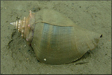 Strombus alatus Gmelin, 1791 Living Specimen