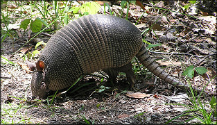 Nine-banded Armadillo [Dasypus novemcinctus]