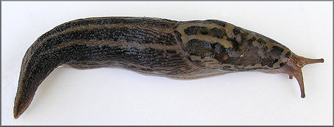 Limax maximus Linnaeus, 1758 Giant Gardenslug