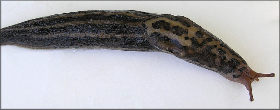 Limax maximus Linnaeus, 1758 Giant Gardenslug