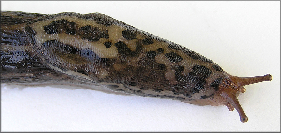 Limax maximus Linnaeus, 1758 Giant Gardenslug