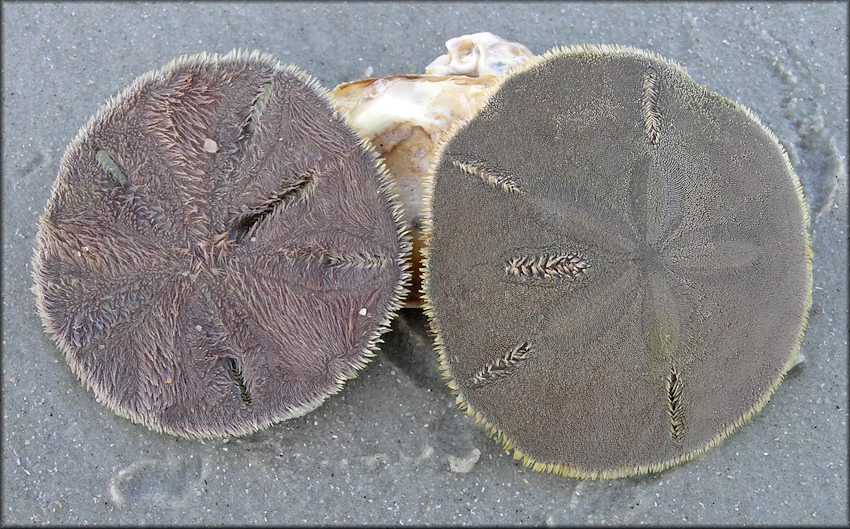 Mellita quinquiesperforata Five-slotted Sand Dollar