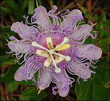 Passiflora incarnata Passion Flower