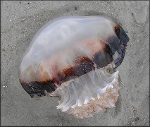 Stomolophus meleagris Cannonball Jellyfish