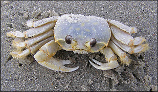 Ocypode quadrata Atlantic Ghost Crab