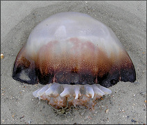 Stomolophus meleagris Cannonball Jellyfish