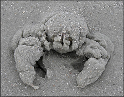 Persephona mediterranea | Mottled Purse Crab