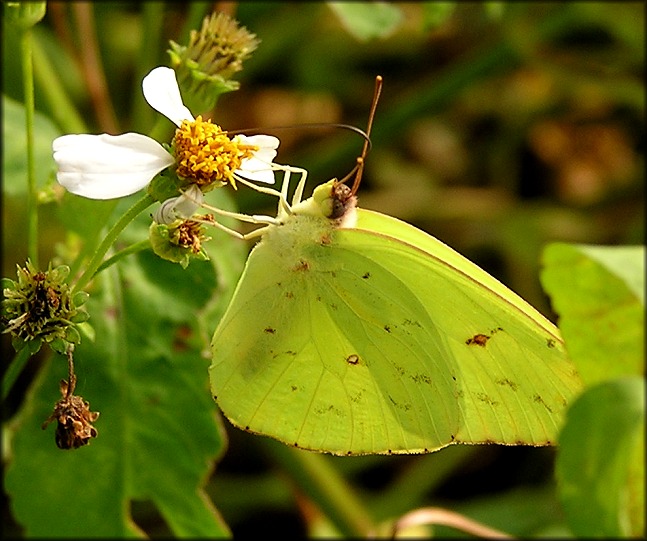 Cloudless Sulphur [Phoebis sennae]