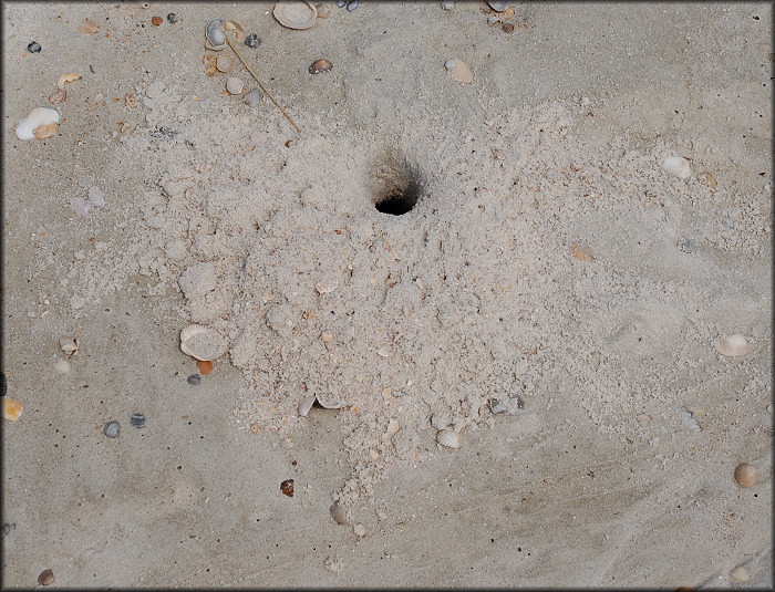 Ocypode quadrata Atlantic Ghost Crab Burrow