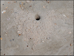 Ocypode quadrata Atlantic Ghost Crab Burrow