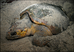 Caretta caretta (Linnaeus, 1758) Atlantic Loggerhead Turtle Nesting