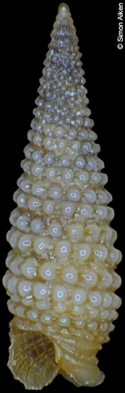 Mesophora granosa Pease, 1870