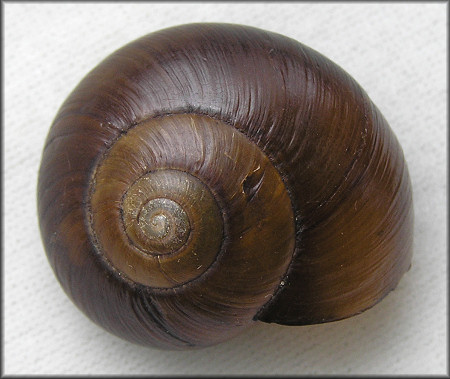 Mesomphix capnodes (W. G. Binney, 1857) Dusky Button