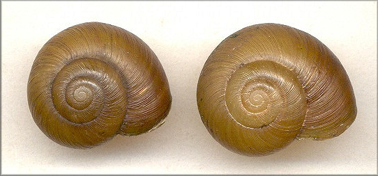 Mesomphix vulgatus & Mesomphix globosus comparison