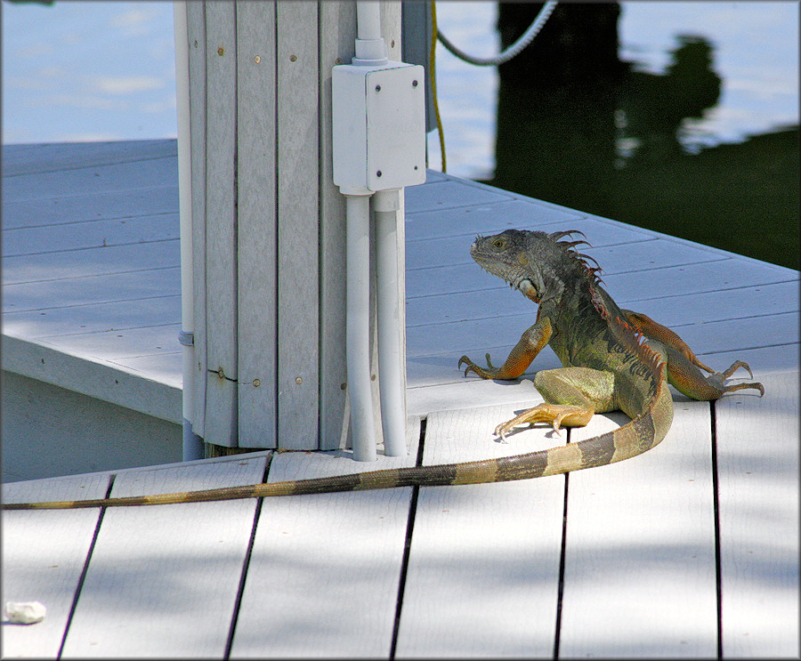 Green Iguana [Iguana iguana (Linnaeus, 1758)]