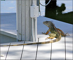 Green Iguana [Iguana iguana (Linnaeus, 1758)]